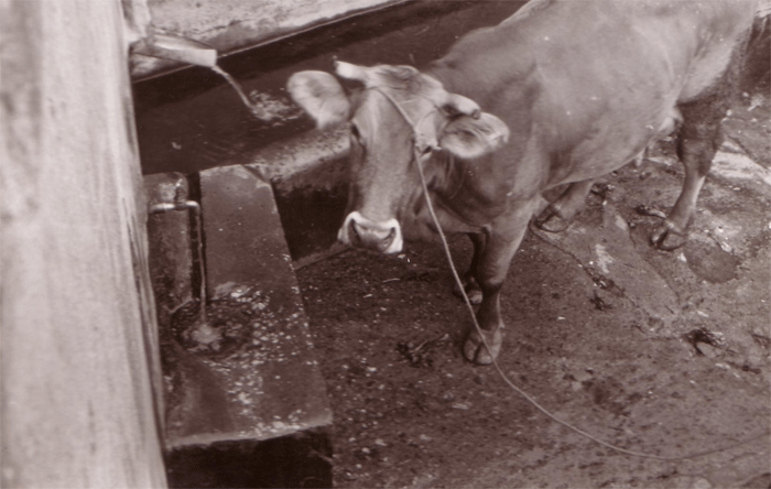 mucca