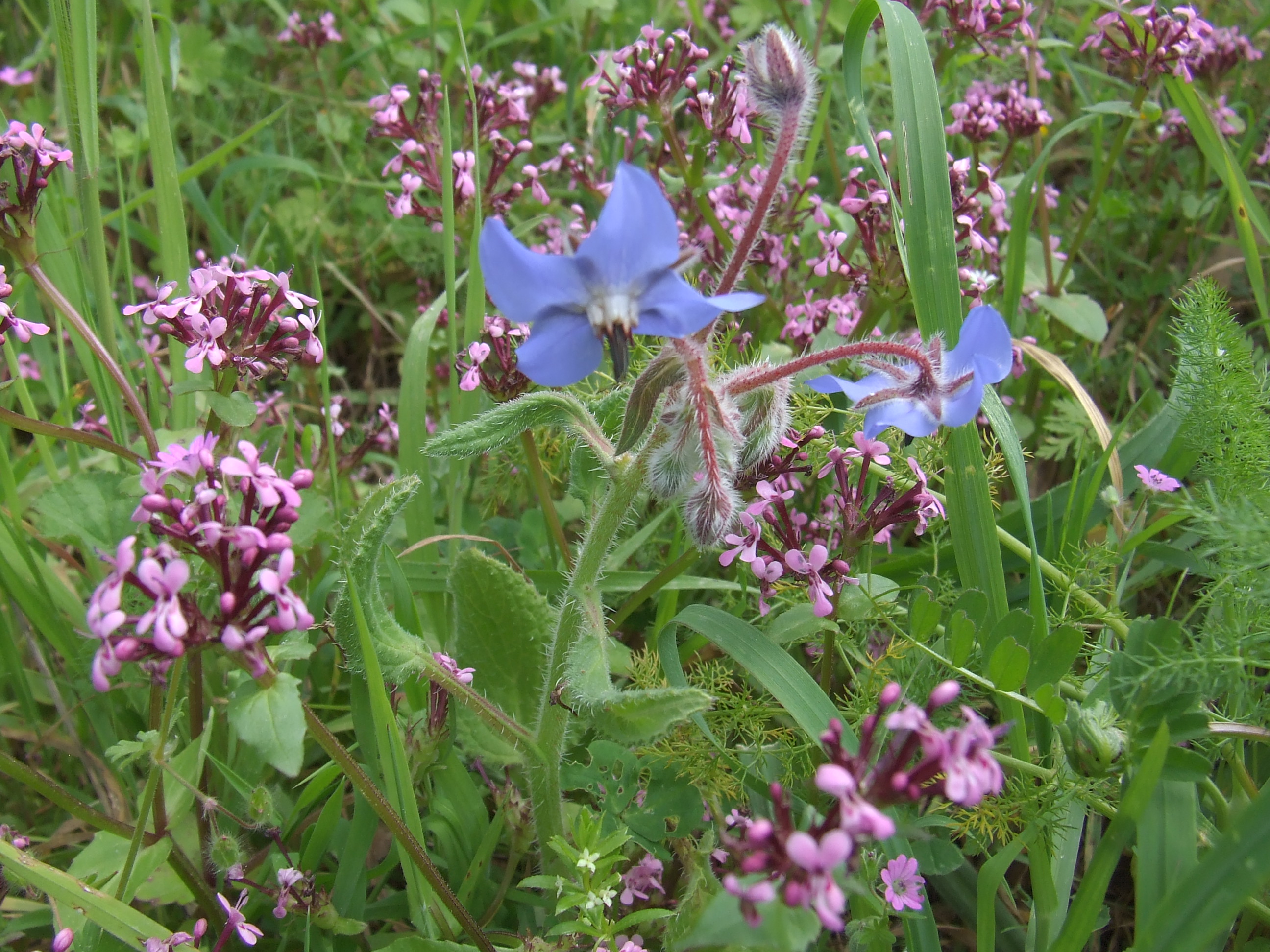 primavera