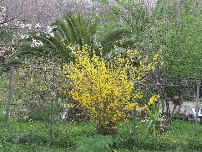 primavera